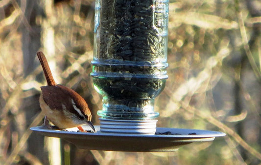 A small bird eating from a bird feeder.