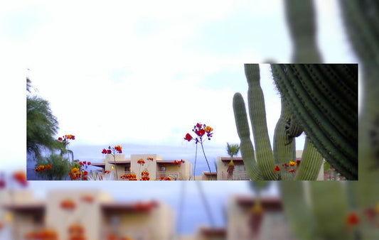 The desert blooms of the southwest in a vase on a table.