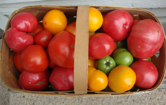 Basket filled with tomatoes