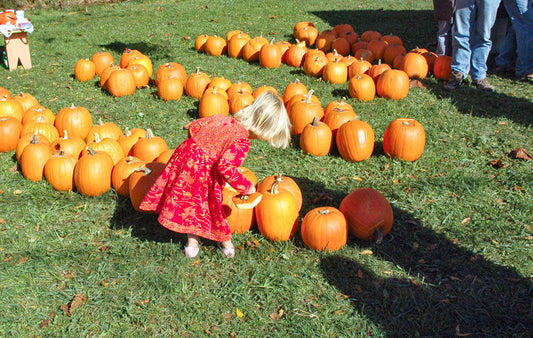 Picking the perfect pumpkin at a pumpkin patch