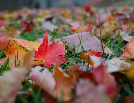 A close-up outdoor shot of fallen autumn leaves in shades of red, orange, yellow, and brown scattered across green grass.
