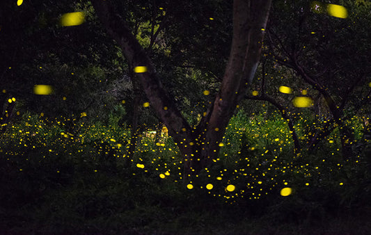 Fireflies in a night sky