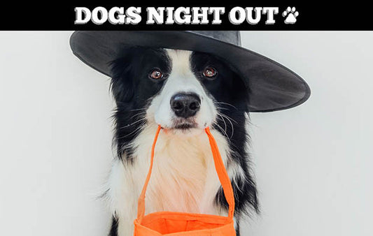 Dog in costume for Howl-O-Ween