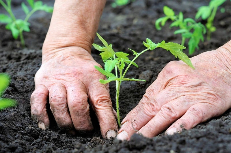 Hands planting a tomato plant