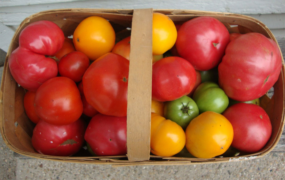 Basket filled with tomatoes