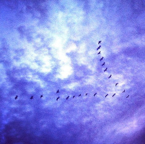 Birds in flight