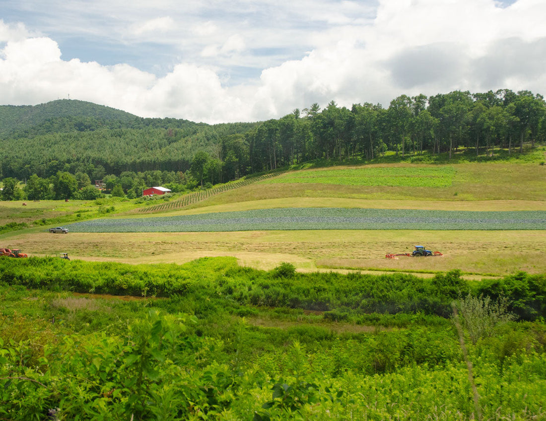 A scenic rural landscape with green fields, a large cabbage patch in front of a line of trees, distant hills, and a partly cloudy sky. A small tractor is preparing hay to be baled.