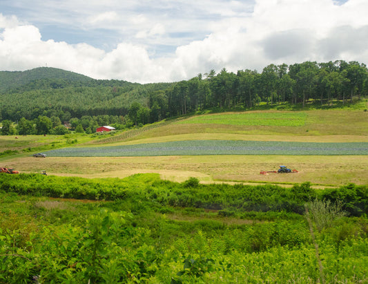 A scenic rural landscape with green fields, a large cabbage patch in front of a line of trees, distant hills, and a partly cloudy sky. A small tractor is preparing hay to be baled.