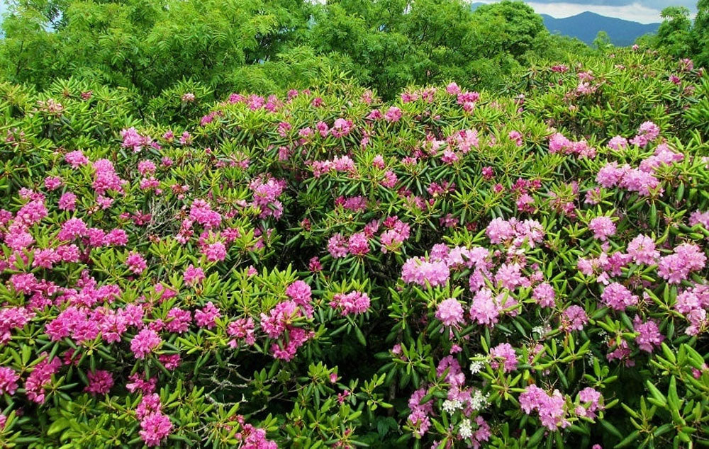 A large patch of  Catawba Rhododendron during the Appalachian Spring