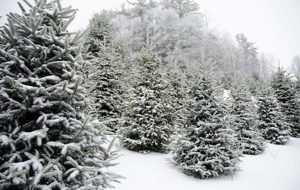 Snow-Covered Evergreens in a field