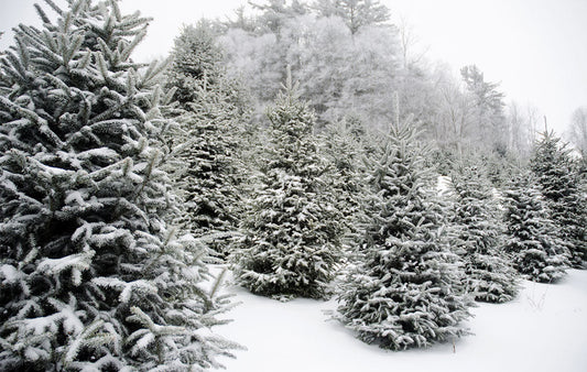 Snow-Covered Evergreens in a field