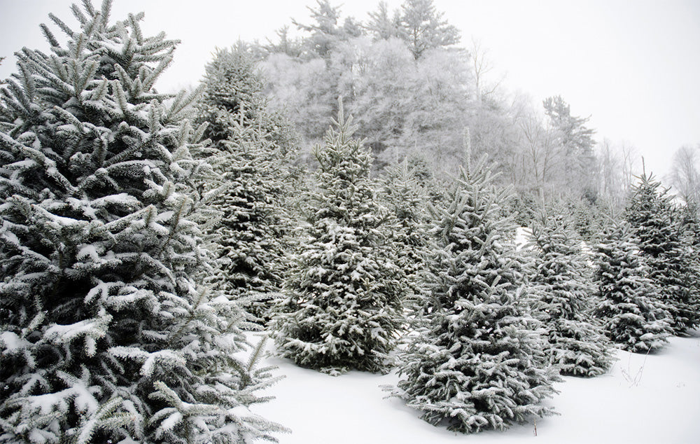 Fraser Fir Christmas trees covered in snow