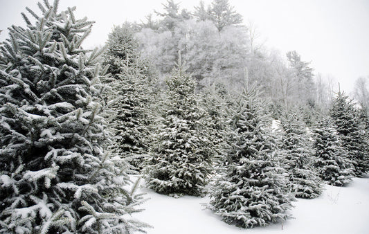 Fraser Fir Christmas trees covered in snow