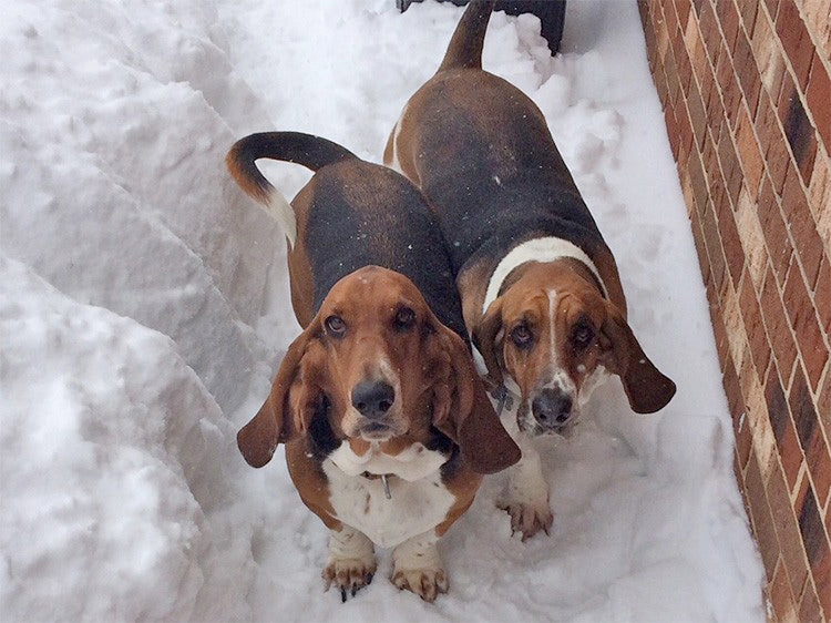 Two Basset Hounds in the snow
