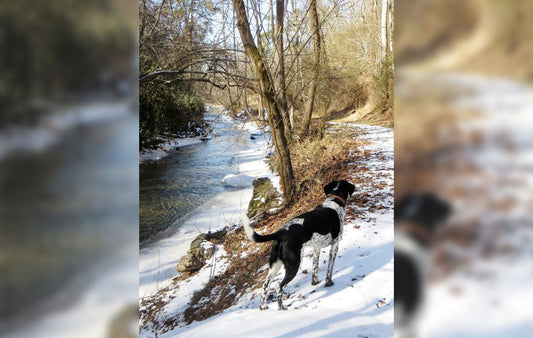 Dog in the snow next to a creek