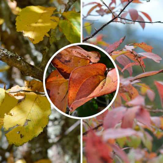 Fall Colors photo montage