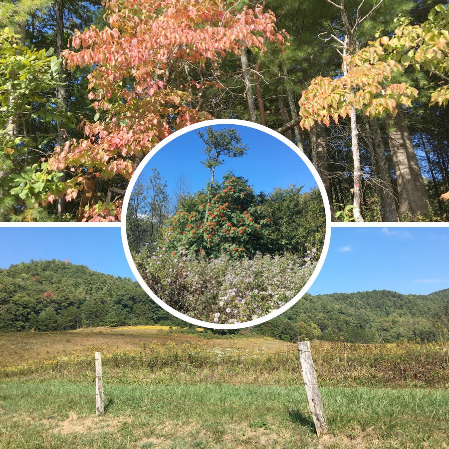Fall Colors in a four panel graphics