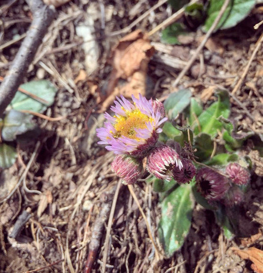 Wildflower growing in the forest