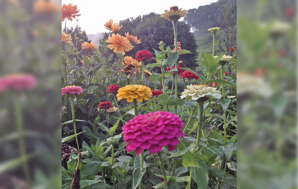 Garden flowers in full bloom in an outdoor garden