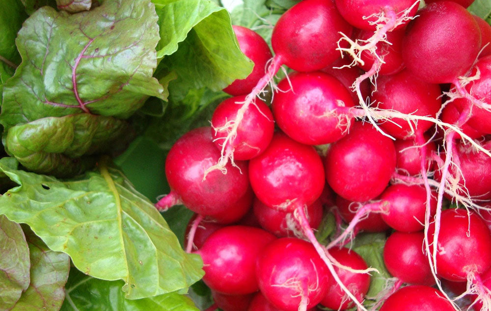 Fresh produce including lettuce and redishes.