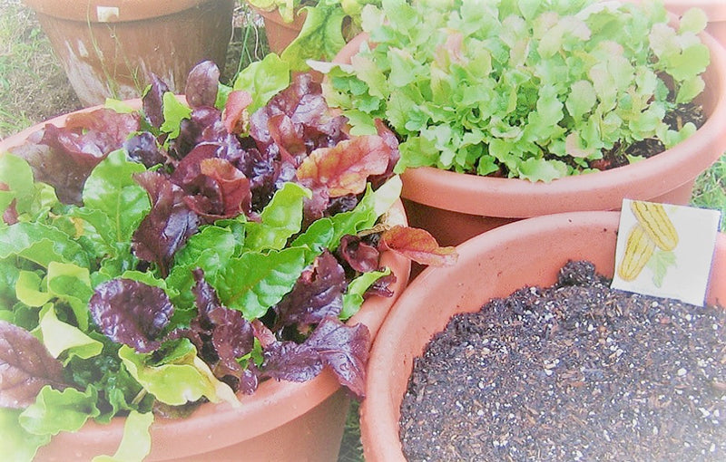 A potted Garden of lettuce in terracotta pots