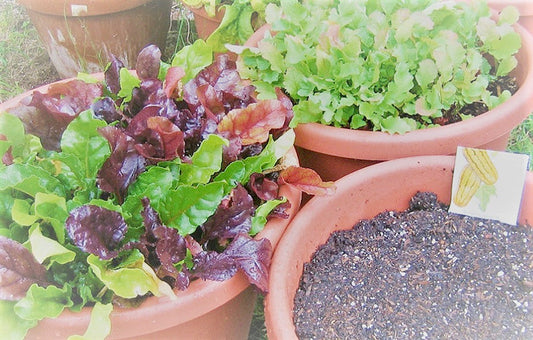 A potted Garden of lettuce in terracotta pots