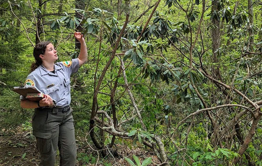 A Park ranger leading a wildflower hike at Grandfather Mountain State Park
