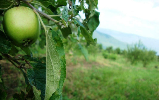 A green Apple ready for picking on a tree in an orchard with mountains in the background