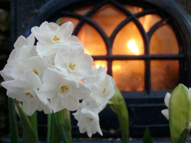 White flowerd in a vase in front of a lighted window