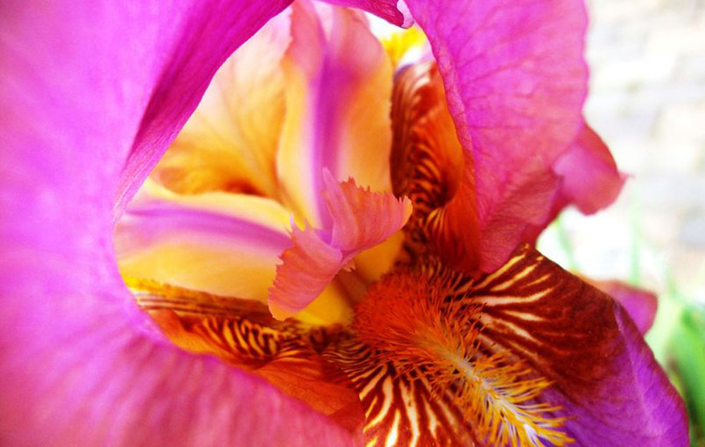 A flower blooming