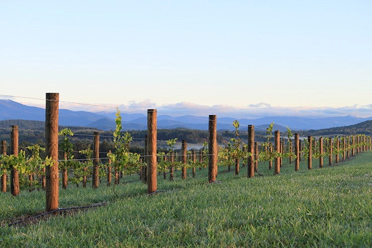 Grapes growing on a mountaintop with mountains in the background