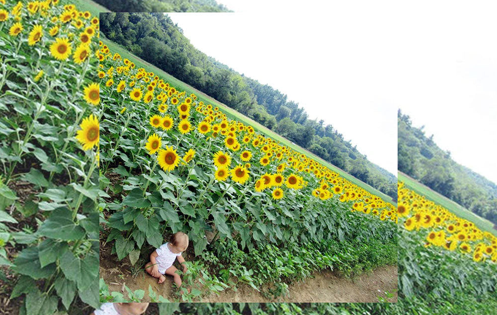 A baby sitting next to a field of sunflowers