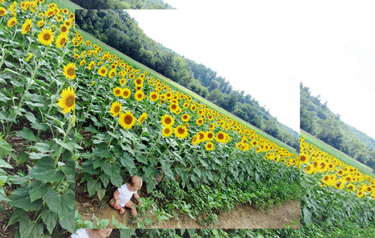A baby sitting next to a field of sunflowers