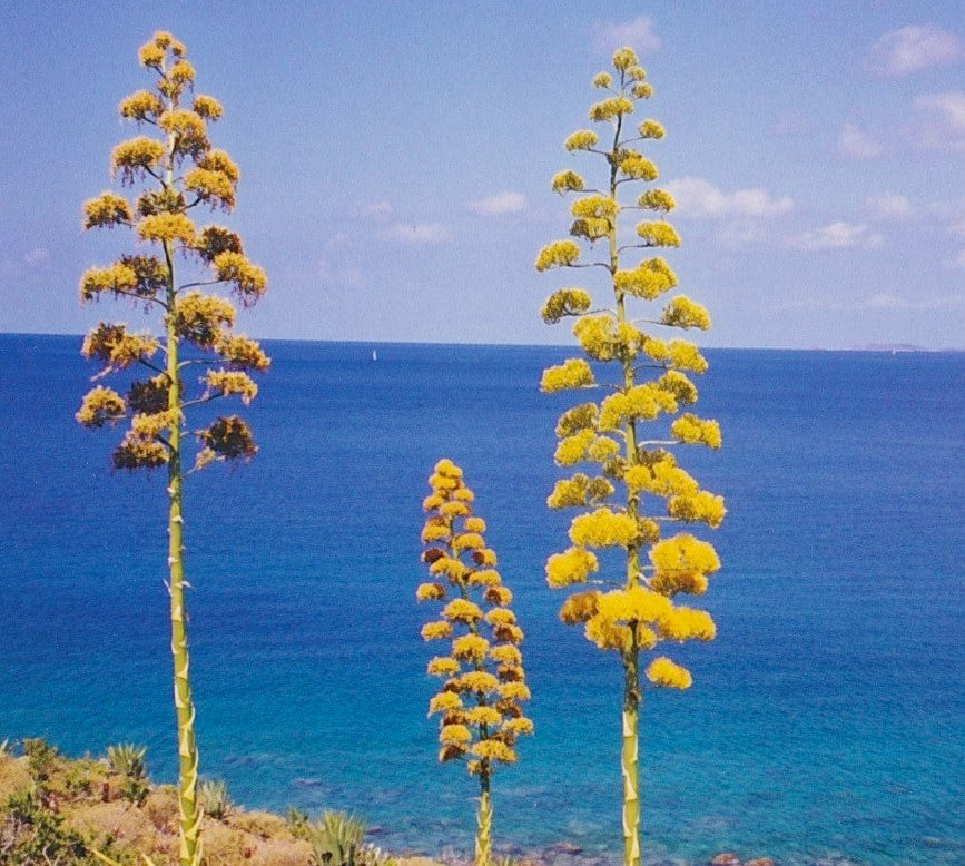 a view of the ocean from St. John