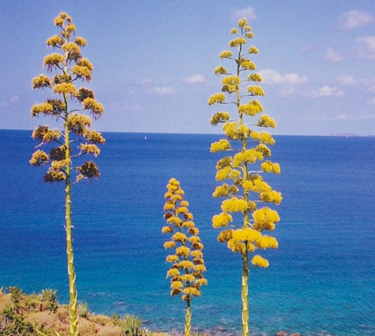 a view of the ocean from St. John