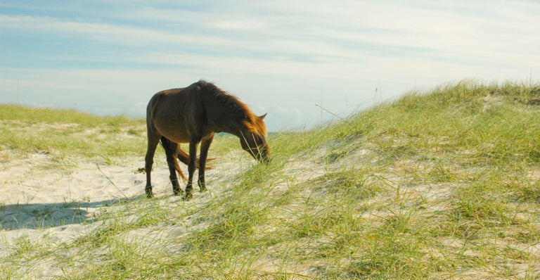 Cape Lookout Horse grazing on a dune/