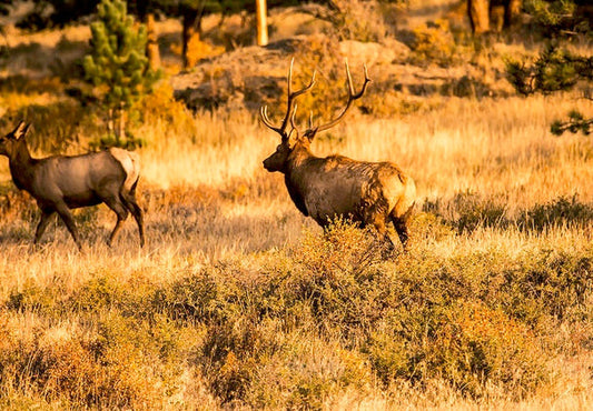 Rocky Mountain Elk walking through a field