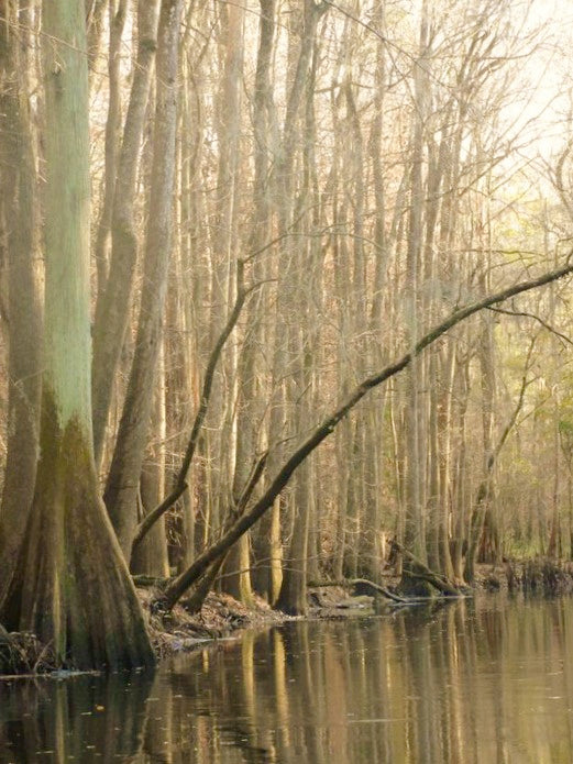 Cypress  trees along the Congaree River