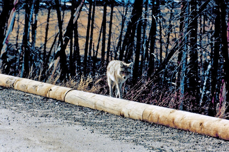 yellowstone Wolf walking along a dirt road