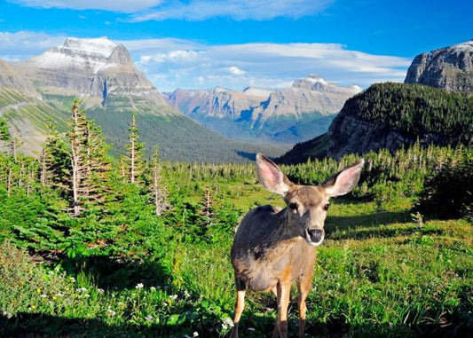 Dphoto of a deer in a meadow with the Rockies in the background.