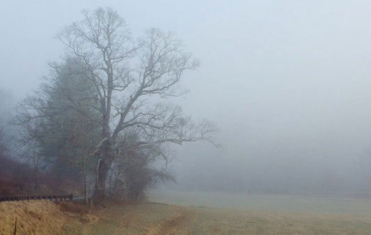 An old Oak Tree in Valle Crucis North Carilina.