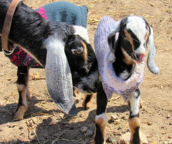 Goats wearing sweaters