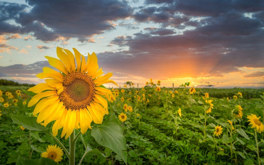 A field of sunflowers at sunset
