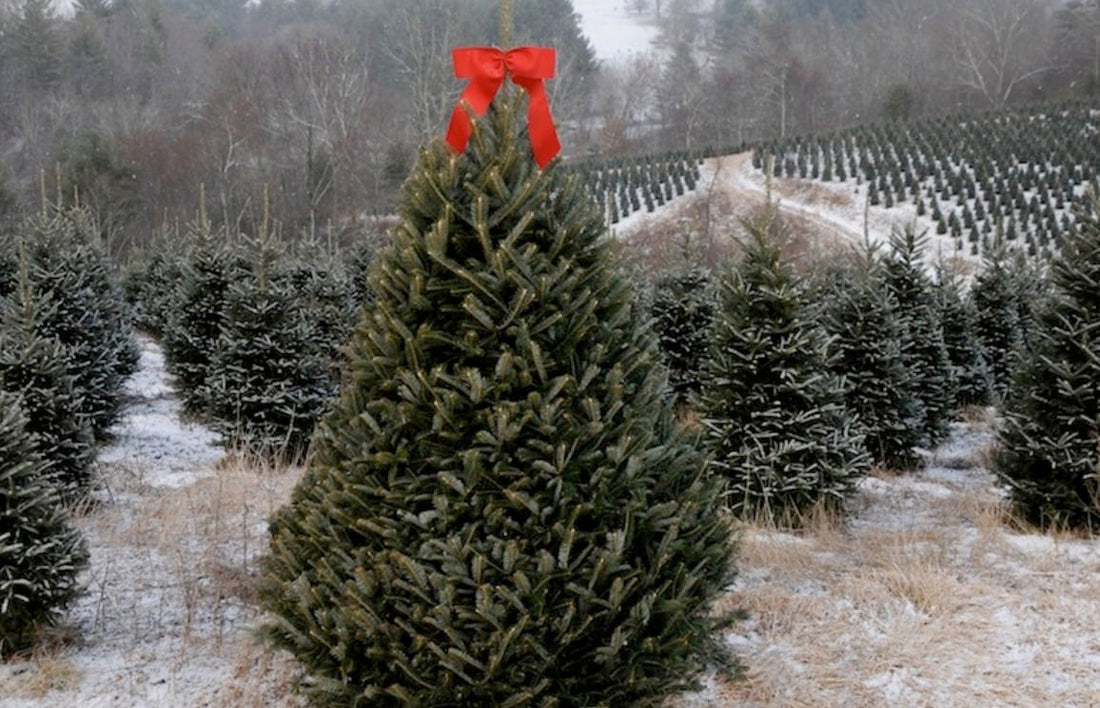A perfect Christmas Tree still growing amongst a field of trees in a tree farm