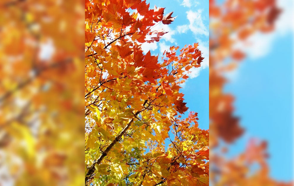 A picture of Fall Leaves and blue sky