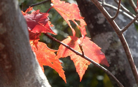 Fall leaves on a branch