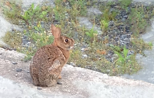 A Rabbits sitting on a rock