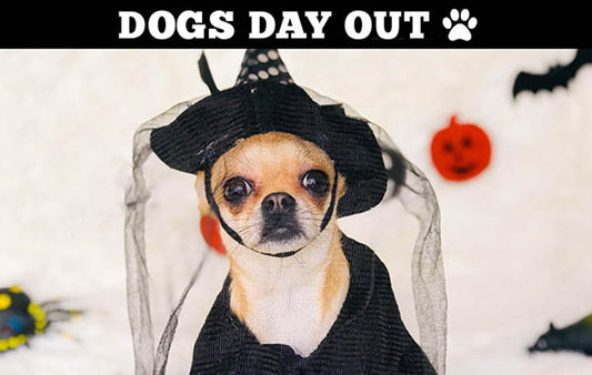 Dog in a witche costumer for Howl-O-Ween