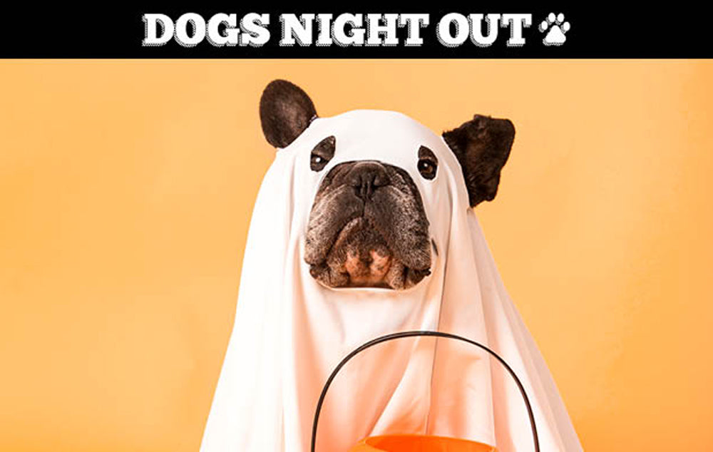 Dog in a ghost costume for Howl-O-Ween