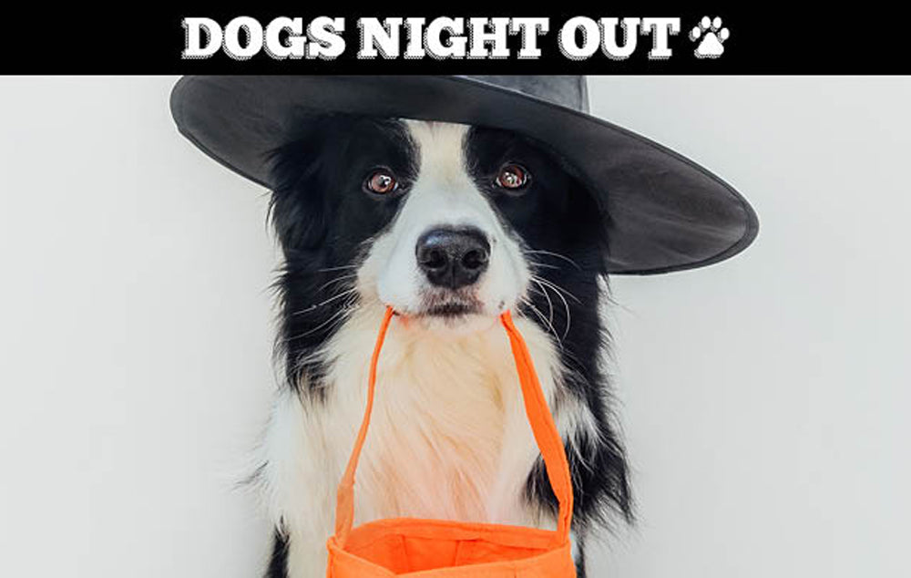 Dog in costume for Howl-O-Ween